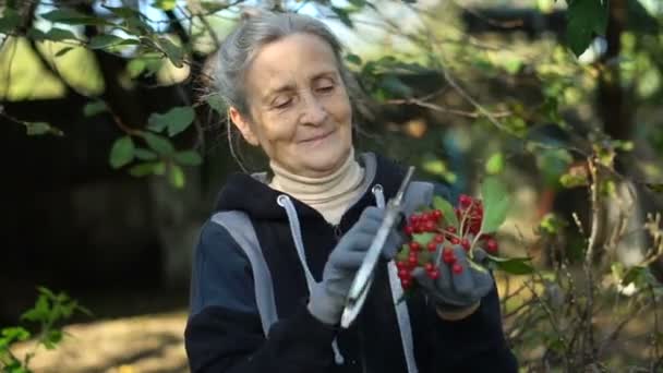 Happy beautiful senior woman is holding red berries of guelder rose or viburnum and showing them in the garden near the tree, happy retirement. — Stock Video