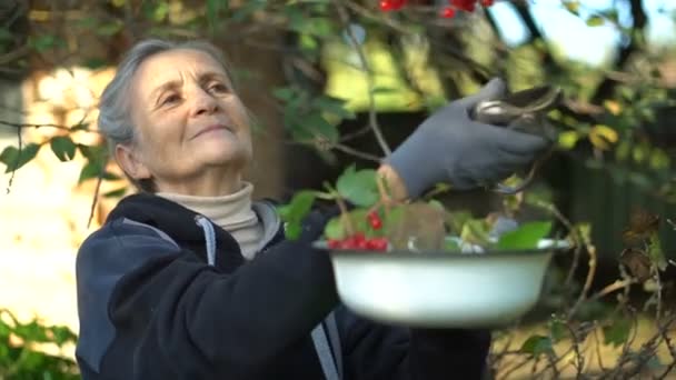 Boldog szép idős nő kezében vörös bogyók guelder rózsa vagy viburnum és bemutatja őket a kertben, közel a fa, boldog nyugdíjazást. — Stock videók