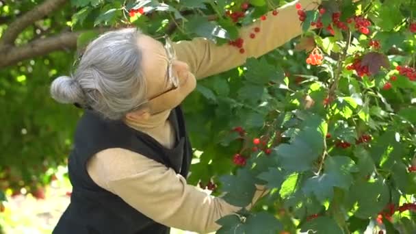 Šťastná krásná seniorka drží červené bobule guelder růže nebo viburnum a ukazuje je v zahradě u stromu, šťastný odchod do důchodu. — Stock video