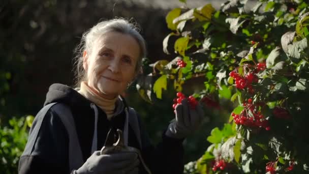 행복 한 나이드신 여성 이 붉은 장미나 비부 르눔을 들고 행복 한 은퇴를 축하하며 나무 근처의 정원에서 전시하고 있습니다. — 비디오