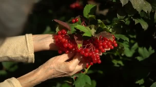 Kvinnliga händer senior kvinna håller röda bär av guelder ros och visar dem i trädgården nära trädet, lycklig pensionering. — Stockvideo