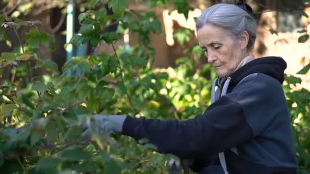 Egy idős nő kék védőkesztyűben kerti metszőt használ a málna bokrainak nyírására. — Stock videók