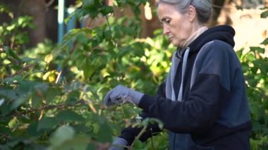 Mavi koruyucu eldivenli yaşlı kadın ahududu çalılarını budamak için budama makinesi kullanıyor.