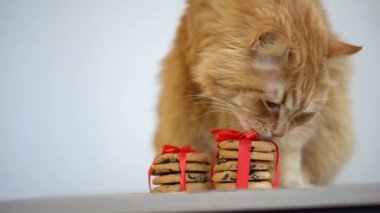 Kızıl kedi Noel Baba için Noel kurabiyesi burunlu kırmızı kurdeleli masada oturuyor.
