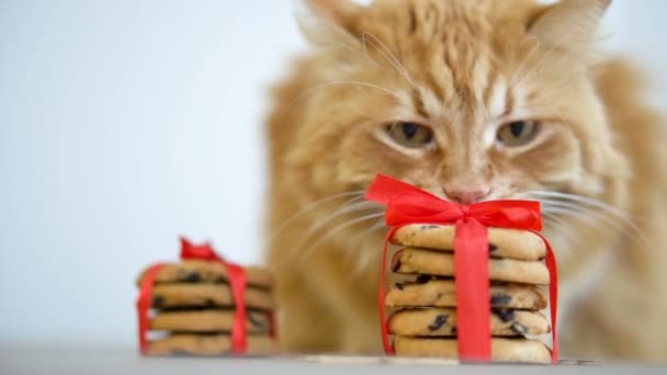 탁자에 빨간 리본을 묶은 산타를 위한 생강 고양이 코 크리스마스 쿠키 — 비디오