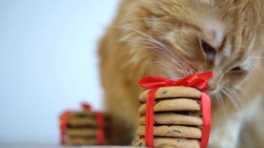 Kızıl kedi Noel Baba için Noel kurabiyesi burunlu kırmızı kurdeleli masada oturuyor.