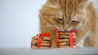 Kızıl kedi Noel Baba için Noel kurabiyesi burunlu kırmızı kurdeleli masada oturuyor.