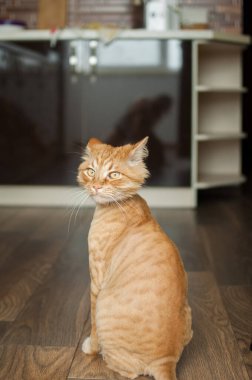 Kızıl kürklü ev kedisi yaz boyunca tımar ve budadıktan sonra yerde oturuyor, hayvan bakımı kavramı
