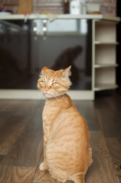 Domácí kočka se zázvorovou srstí sedí na podlaze po úpravě a úpravě během léta, koncepce péče o zvířata — Stock fotografie
