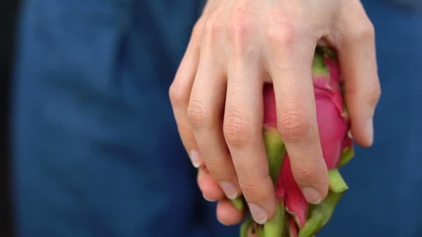 Női kéz kezében friss érett organikus sárkány gyümölcs vagy pitaya, pitahaya. Egzotikus gyümölcsök, egészséges táplálkozás koncepció — Stock videók