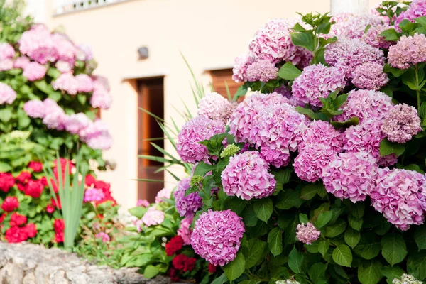 Hydrangea garden by house at sunset. Bushes is pink, blue, lilac, purple. Flowers are blooming.