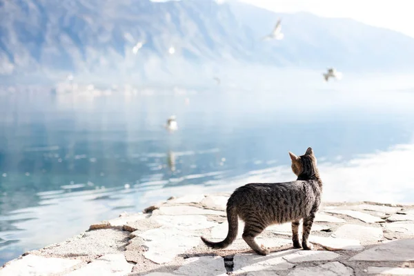 Cat hunting for seagulls at winter sea beach. Amazing peaceful coastline scene with animals, birds, pier. Nature landscape with mountains, lake, fog, blue still water, morning light. Lifestyle moment.