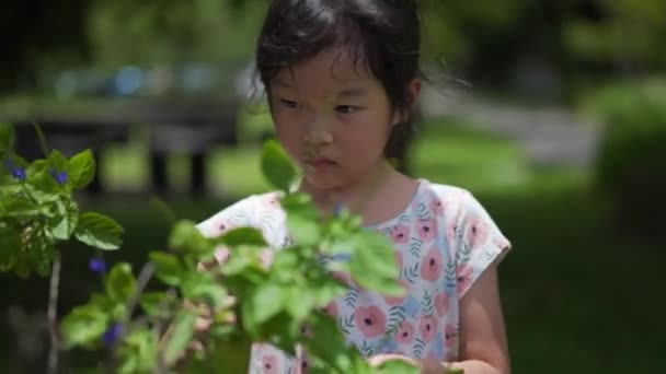 アジアの中国人女の子5歳プレイとともに植物自然屋外 — ストック動画