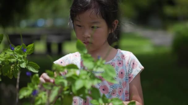 アジアの中国人女の子5歳プレイとともに植物自然屋外スローモーション — ストック動画