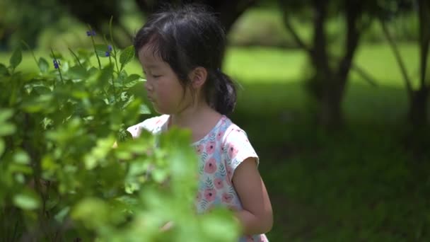 Asiático Menina Chinesa Anos Idade Arrancando Flores Natureza Livre Câmera — Vídeo de Stock