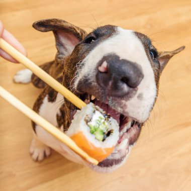 Bullterrier dog eating sushi roll from chopstick, Shallow of DOF clipart