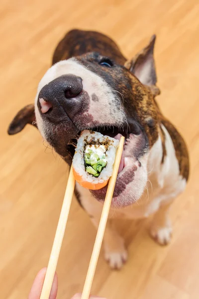 Bullterrier cão comer sushi rolo de pauzinho, raso de DOF — Fotografia de Stock