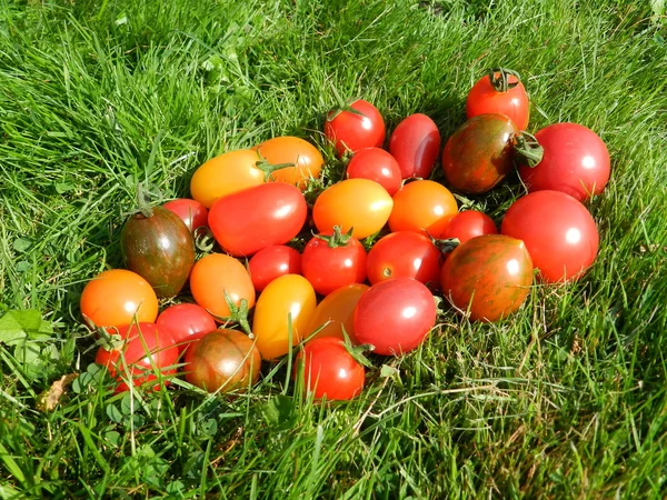 Tomatenvielfalt Stockbild