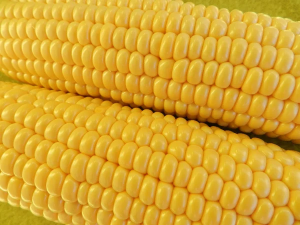 Milho geneticamente modificado ? — Fotografia de Stock