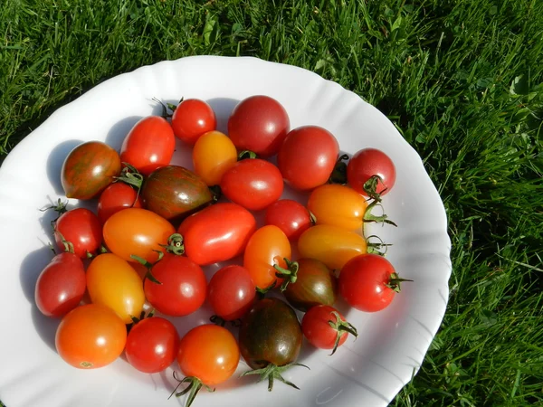 Diversità genetica nei pomodori — Foto Stock