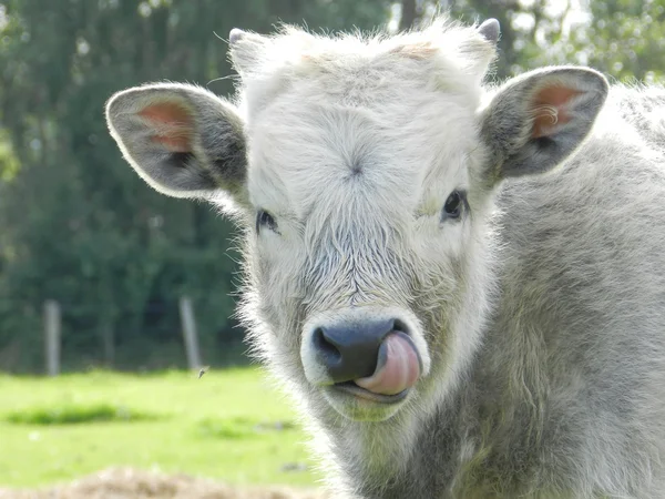 Calf on pasture — Stock Photo, Image