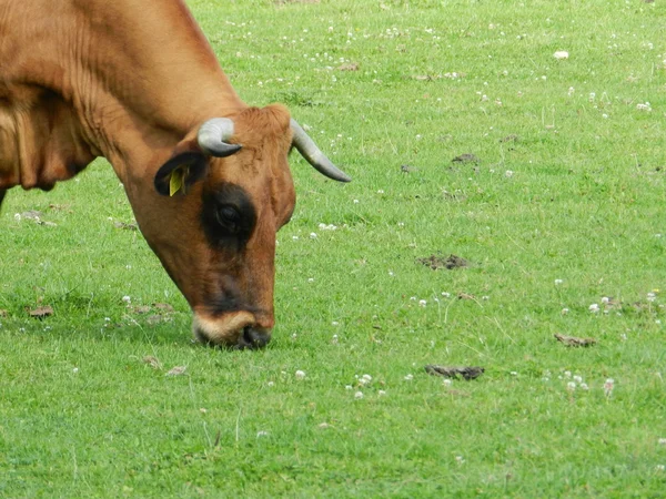 Kuh mit Hörnern grast — Stockfoto