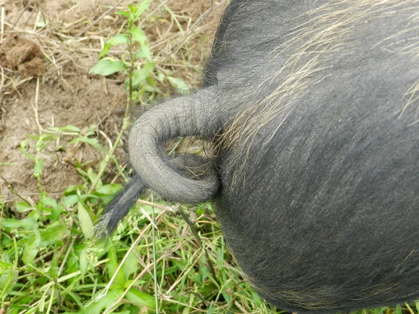 Pig tail — Stock Photo, Image