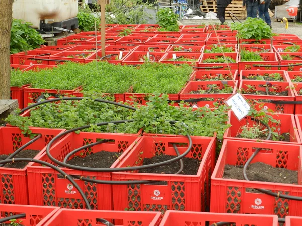 City gardening — Stock Photo, Image