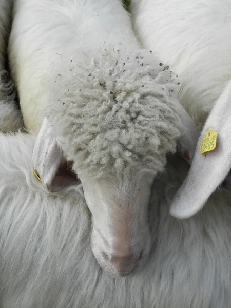 All meine kleinen Schafe — Stockfoto