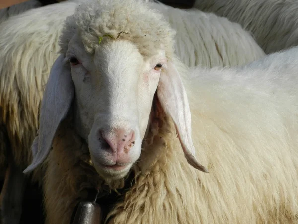 All meine kleinen Schafe — Stockfoto