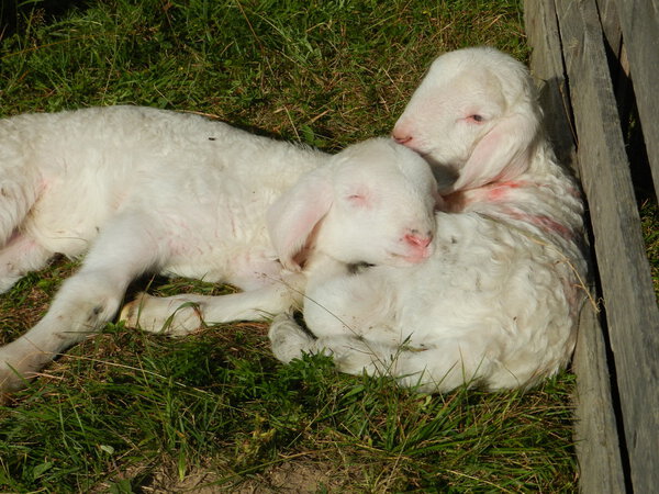 White and black mountain sheep
