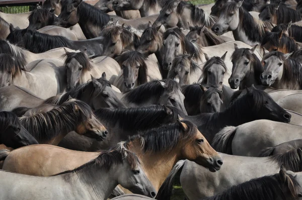 Round up of wild horses in Germany — Stock Photo, Image