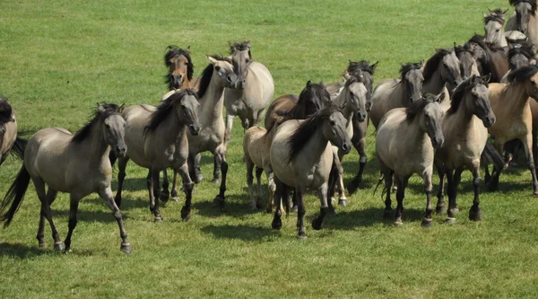 Round up of wild horses in Germany — Stock Photo, Image