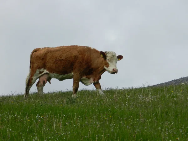 Dairy cow against sky — Stock Photo, Image