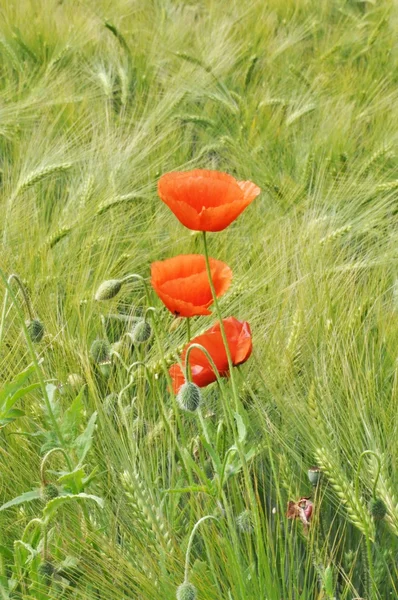 Roter Mohn in Gerste — Stockfoto