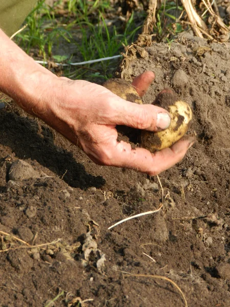 Uprawa ziemniaków — Zdjęcie stockowe