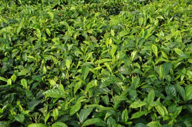 Bir tarlada çay çalıları 