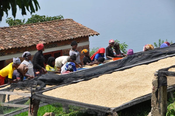 Femmes Classant Les Grains Café Dans Une Plantation — Photo