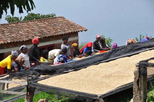 Women Grading Coffee Beans Plantation Stock Image