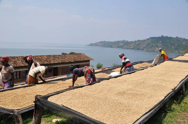 Women Sorting Coffee Beans Stock Photo