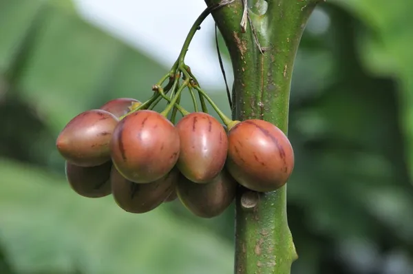 Frutos Maduros Tamarillo Tomates Imágenes de stock libres de derechos