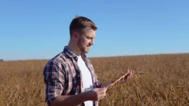 Soya tarlasının ortasında bir çiftçi olgun bir bitkinin saplarını inceliyor.