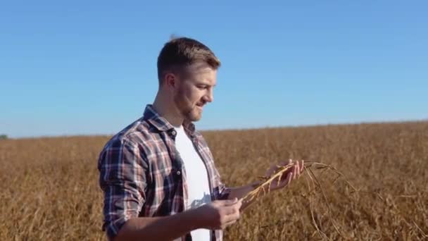 Een boer in het midden van een sojaveld onderzoekt de stengels van een rijpe plant — Stockvideo