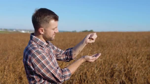 大豆田里的农民对成熟植物的谷粒进行研究，并将谷粒从手到手倒入地里 — 图库视频影像