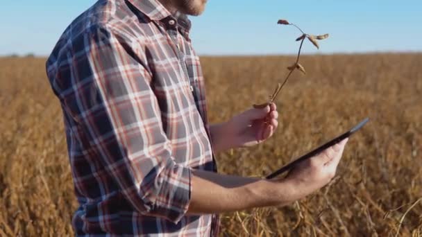 A farmer in the middle of a soybean field examines the stems of a mature plant and looks at a tablet in his hand — Stock Video