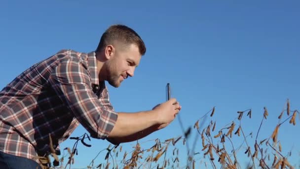 Un agricoltore o un agronomo in un campo scatta una foto di steli di soia maturi su una fotocamera nel suo telefono cellulare — Video Stock
