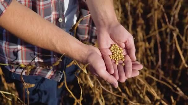 大豆田里的农民，手里拿着成熟植物的谷粒。大豆和人的手的近景 — 图库视频影像
