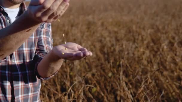 Soya tarlasının ortasında bir çiftçi olgun bir bitkinin tohumlarını inceleyip elden ele döküyor. — Stok video