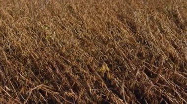 Hasattan önce olgun bitkilerle dolu soya fasulyesi tarlası. Baklagiller. Büyüyen soya fasulyesi