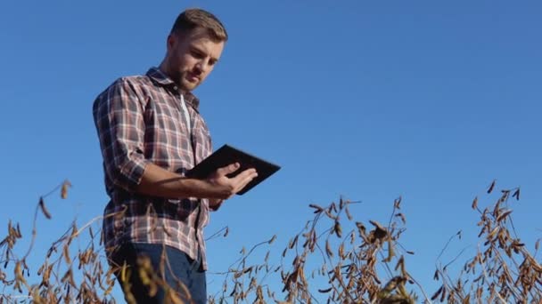 Een boer of agronomist in het midden van een rijpe sojaboon maakt vermeldingen in een tablet. Gezond voedsel — Stockvideo